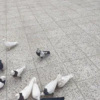 کفتر طوقی . زاغ . سفید پاک . کله سرخ|پرنده|خمینی‌شهر, |دیوار