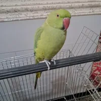 طوطی سخنگو|پرنده|بم, |دیوار