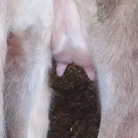 گاو کردی با کوساله نر دوماه