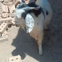 سه عدد بزغاله