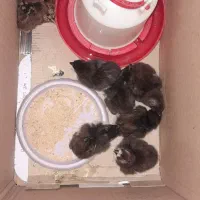 جوجه|حیوانات مزرعه|قره ضیاالدین, |دیوار