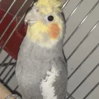 عروس هلندی 9ماهه نر سخنگو|پرنده|شاهینشهر, گرگاب|دیوار