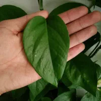 گل پتوس|گل و گیاه طبیعی|کوهدشت, |دیوار