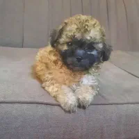 توله سگ/پودل
