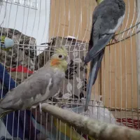 عروس هلندی نرو ماده بالغ باقفس