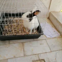 خرگوش به همراه قفس