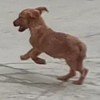 سگ پاکوتاه
