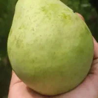 واگذاری درخت گلابی|خدمات باغبانی و درختکاری|رشت, شهرک صبا|دیوار