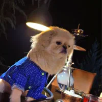 سگ نژاد پیکینز|سگ|سنندج, |دیوار