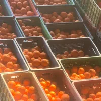 یک تون پرتقال دورشت یا کله ساری مخصوص صادرات روسیه