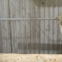 سه عد فنچ ماده|پرنده|بندرعباس, |دیوار