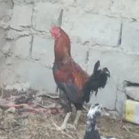 خروس دو رگه محلی  و جوجه محلی ۱۰۰در ۱۰۰