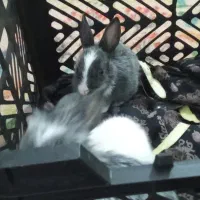 چهار عدد خرگوش لوپ دار