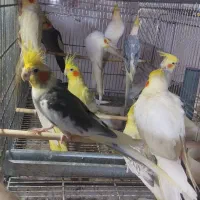 عروس هلندی طوطی|پرنده|گنبد کاووس, |دیوار