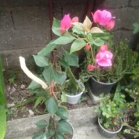 گل های زینتی و خانگی