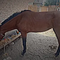 فروش مادیان 1ساله