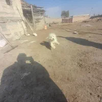 سگ عروسکی|سگ|سلماس, |دیوار