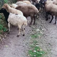 فروش گوسفند زنده و بره