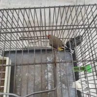 سره کرمانی یک وجبی|پرنده|تهران, زیبادشت|دیوار