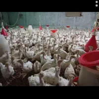 جوجه بوقلمون گوشتی