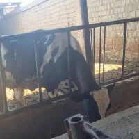 نوبر یکماه زاییده بدون گوساله
