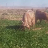 میش و بز داشتی|حیوانات مزرعه|اسفراین, |دیوار