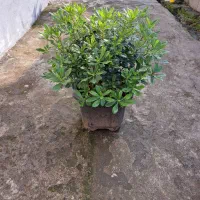 پیتسپروم.پالم.نوئل.یوکا