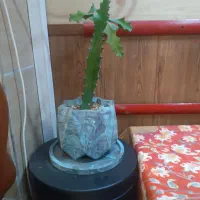 ۴عدد گلدان وگل مختلف|گل و گیاه طبیعی|رشت, چمارسرا|دیوار