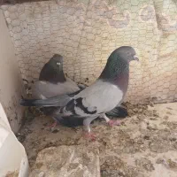 اصفهانی درجه یک
