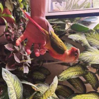 طوطی گیرینچیک