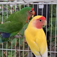 کوتوله برزیلی جفت