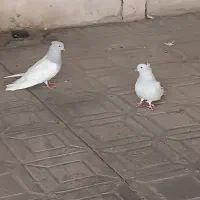 کبوترطوس بلند و کشیده|پرنده|ساری, |دیوار
