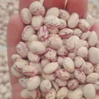 لوبیا چیتی درجه یک(۶ تن)|خوردنی و آشامیدنی|شیراز, آزادی|دیوار