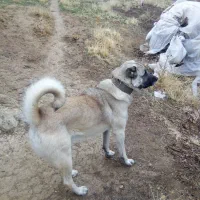 سگ گله داری نگهبان