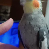 طوطی عروس هلندی