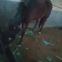 مادیان دوخون|اسب و تجهیزات اسبسواری|پیشوا, |دیوار