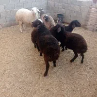 بره نر