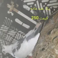 کبوتر|پرنده|خمیر, |دیوار