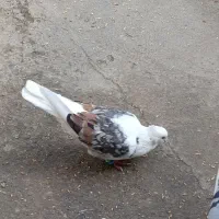 کبوتر|پرنده|چگنی, |دیوار