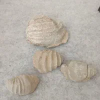 فسیل عتیقه|کلکسیون اشیاء عتیقه|شیراز, شهرک ولیعصر|دیوار