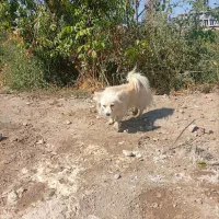 سگ پامر ماده