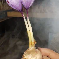 گلخانه های خانگی|خدمات باغبانی و درختکاری|تهران, شهرک علم و فناوری|دیوار