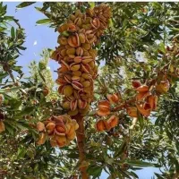 فرصت ویژه خـرید وکاشت نهـال|خدمات باغبانی و درختکاری|روانسر, |دیوار