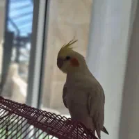 عروس هلندی نر