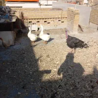 دو عدد قوغاز ویک عدد بوقلمون نر با قیمت مناسب