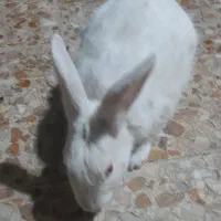 خرگوش|موش و خرگوش|مسجد سلیمان, |دیوار