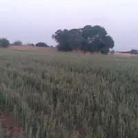 فروش فوری زمین کشاورزی|فروش دفتر صنعتی، کشاورزی، تجاری|جوادآباد, |دیوار