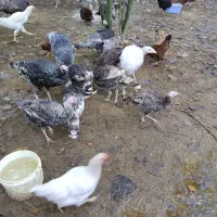 فروش بوقلمون محلی