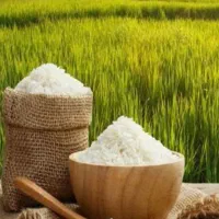 زمین برنج چیتاب