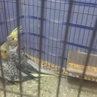 عروس پاریس یا هلندی|پرنده|کارون, |دیوار